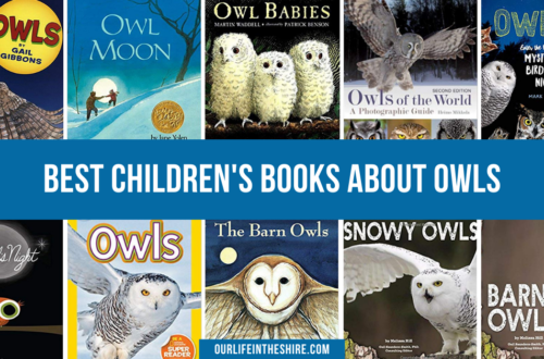 Best Children's Books about Owls
