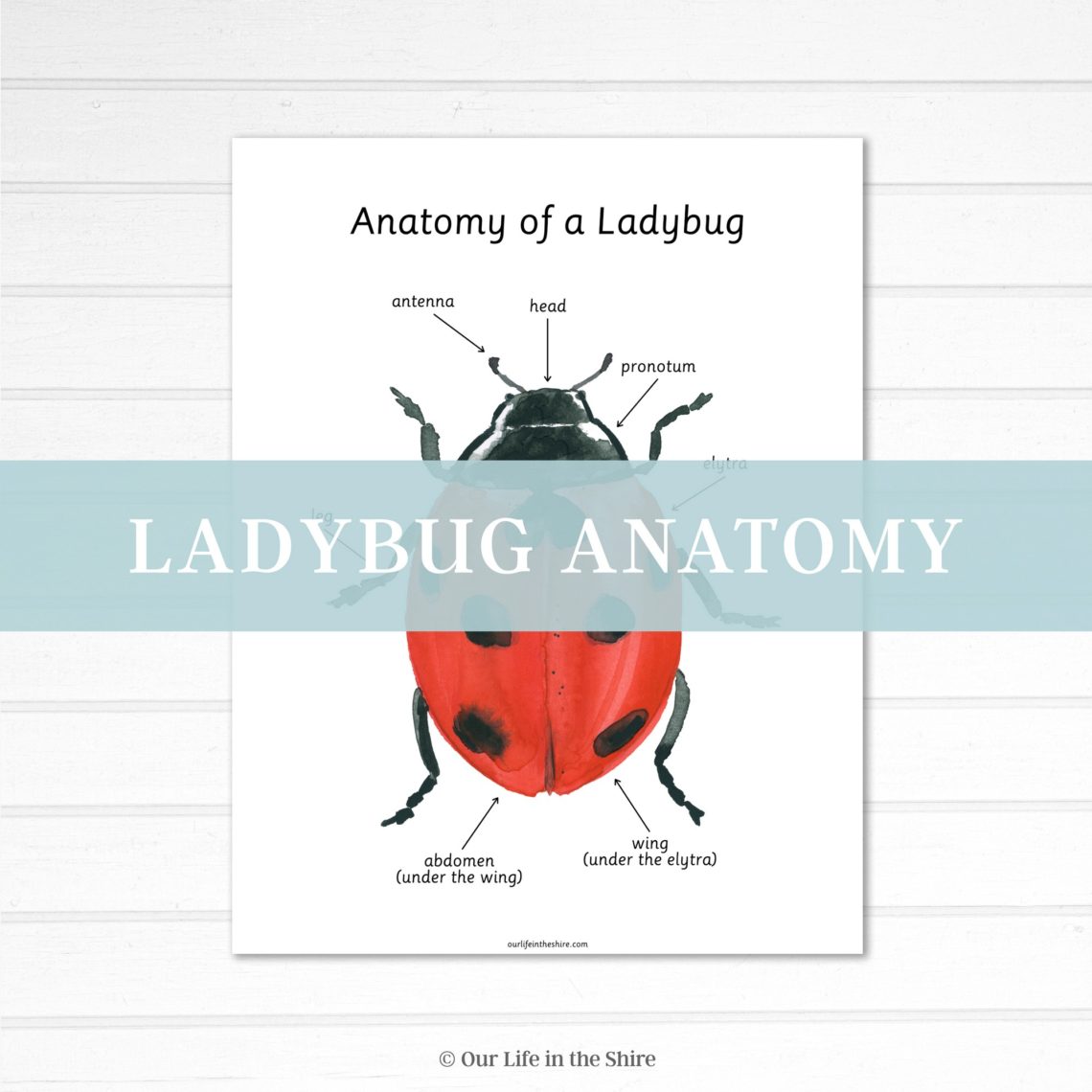 Lady Bug Head Structure Become an Email Subscriber - Our Life in the Shire