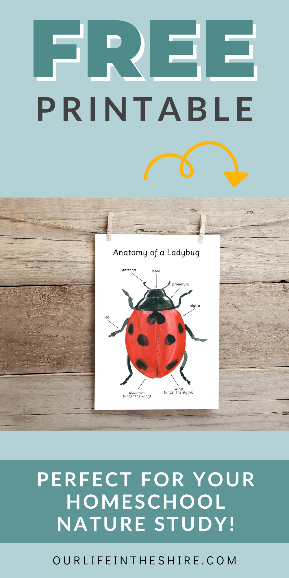 Ladybug Anatomy - FREE Homeschool Printable - Our Life in the Shire